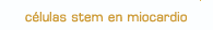 células stem en miocardio